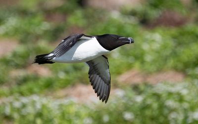 Razorbill (Alca torda)