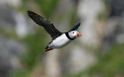 Atlantic puffin (Fratercula arctica)