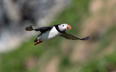 Atlantic puffin (Fratercula arctica)
