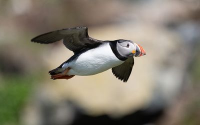 Atlantic puffin (Fratercula arctica)