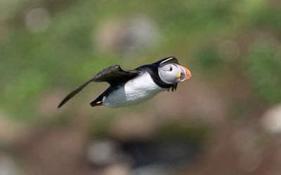 Atlantic puffin (Fratercula arctica)