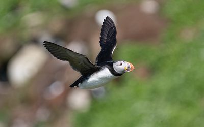 Atlantic puffin (Fratercula arctica)