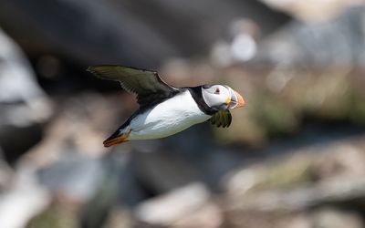 Atlantic puffin