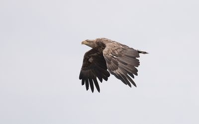 White-tailed eagle (Haliaeetus albicilla)