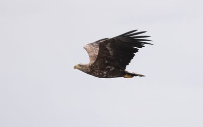 White-tailed eagle