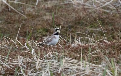 Shore lark (Eremophila alpestris flava)