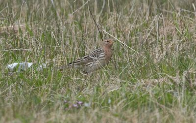 Red-throated pipit