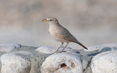 Desert lark