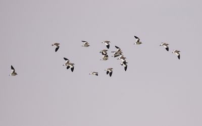 Sociable plover (Vanellus gregarius)