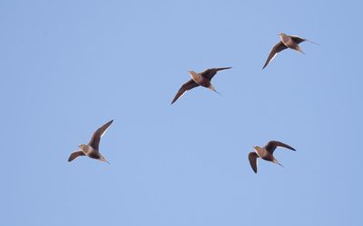 Chestnut-bellied sandgrouse (Pterocles exustus)