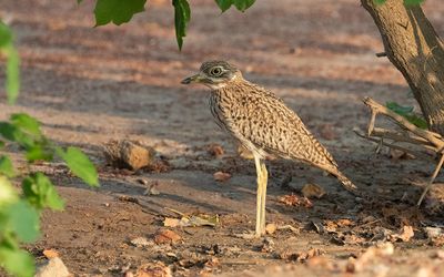 Spotted thick-knee (Burhinus capensis)
