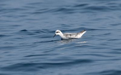 Red-necked phalarope (Phalaropus lobatus)