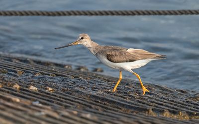 Terek sandpiper (Xenus cinereus)