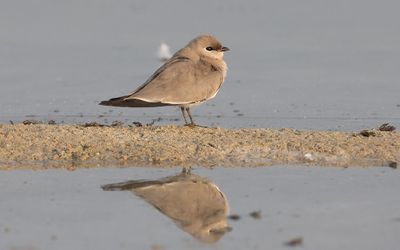 Small pratincole (Glareola lactea)