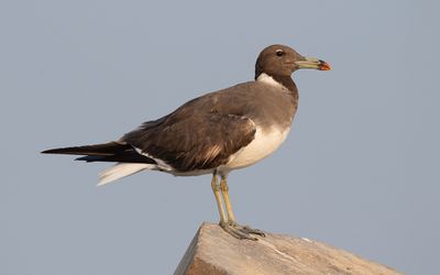 Sooty gull (Ichthyaetus hemprichii)