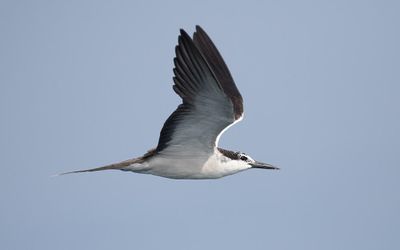 Salalah, Oman, 5-18 November 2023