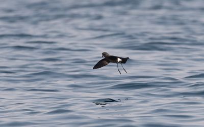 Wilson's storm petrel (Oceanites oceanicus)