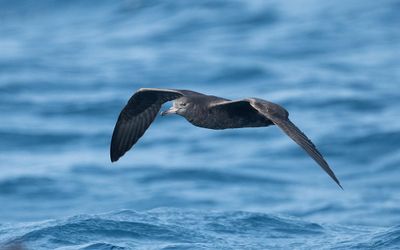 Flesh-footed shearwater (Ardenna carneipes)