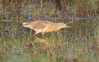 Squacco heron (Ardeola ralloides)