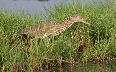 Indian pond heron
