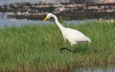 Intermediate egret (Ardea intermedia)