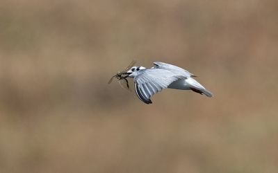 White-winged black tern (Chlidonias leucopterus)