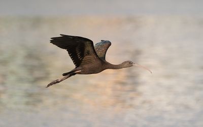 Glossy ibis (Plegadis falcinellus)
