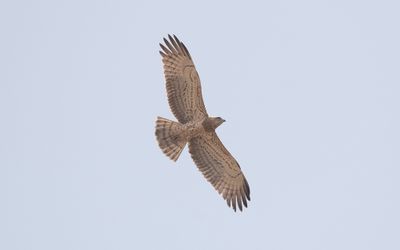 Short-toed snake eagle (Circaetus gallicus)
