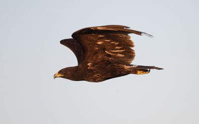 Greater spotted eagle (Clanga clanga)