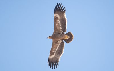 Steppe eagle (Aquila nipalensis)