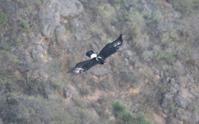 Verreaux's eagle (Aquila verreauxii)