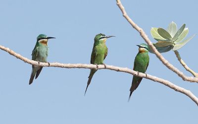 Blue-cheeked bee-eater (Merops persicus)