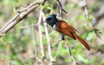 African paradise flycatcher (Terpsiphone viridis)