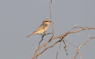 Isabelline shrike (Lanius isabellinus)