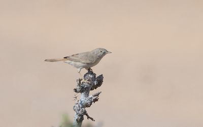 Asian desert warbler