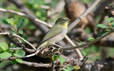  Abyssinian white-eye or white-breasted white-eye (Zosterops abyssinicus)
