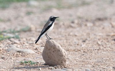 Desert wheatear (Oenanthe deserti)