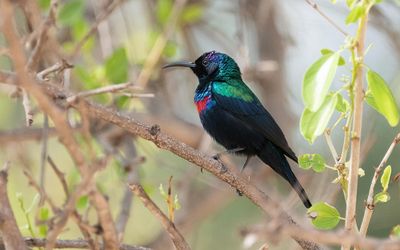 Shining sunbird (Cinnyris habessinicus)