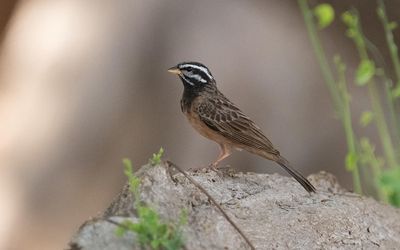 Cinnamon-breasted bunting (Emberiza tahapisi)
