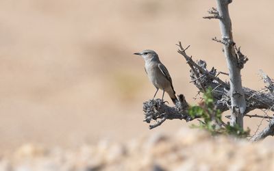 Persian wheatear (Oenanthe chrysopygia)