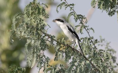 Levant Grey Shrike