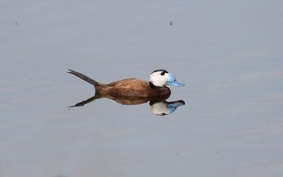 White-headed duck (Oxyura leucocephala)