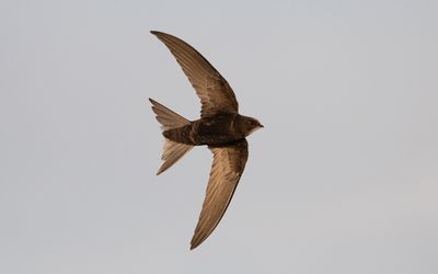 Common swift (Apus apus)