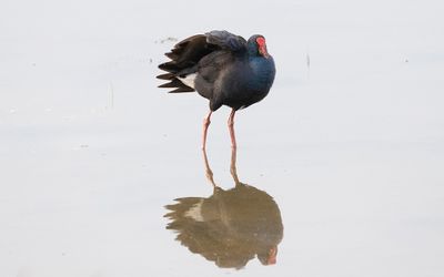 Western swamphen (Porphyrio porphyrio)