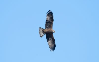 Black kite (Milvus migrans)