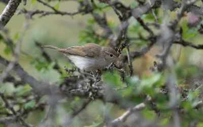 Western Bonelli's warbler (Phylloscopus bonelli)