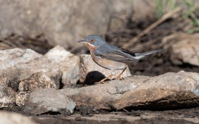 Western subalpine warbler (Curruca iberiae)