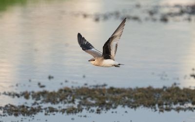 Small pratincole (Glareola lactea)