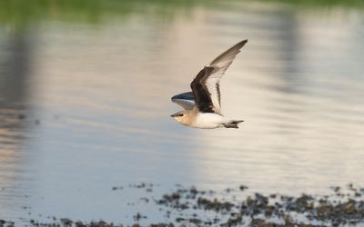 Small pratincole (Glareola lactea)