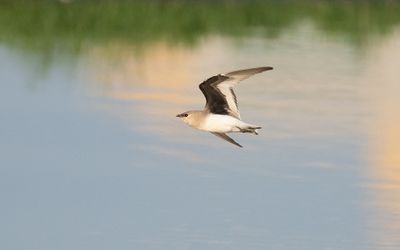 Small pratincole (Glareola lactea)